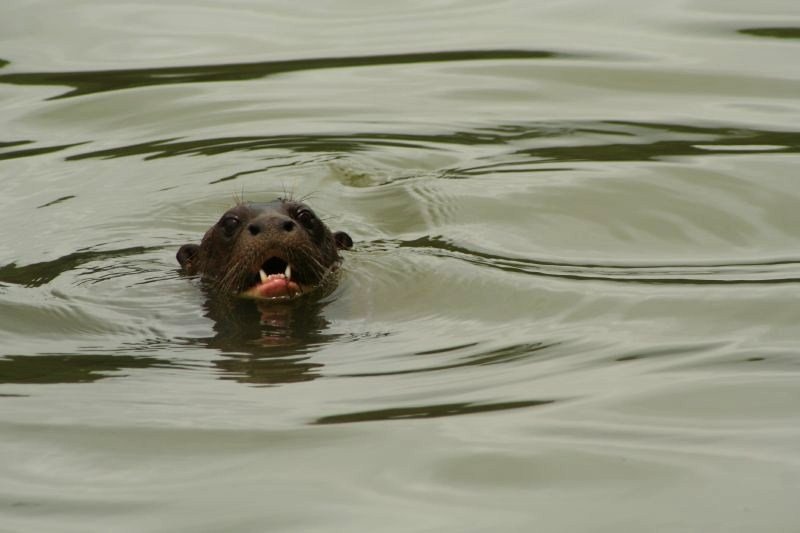 Giant Otters in El Dorado River
