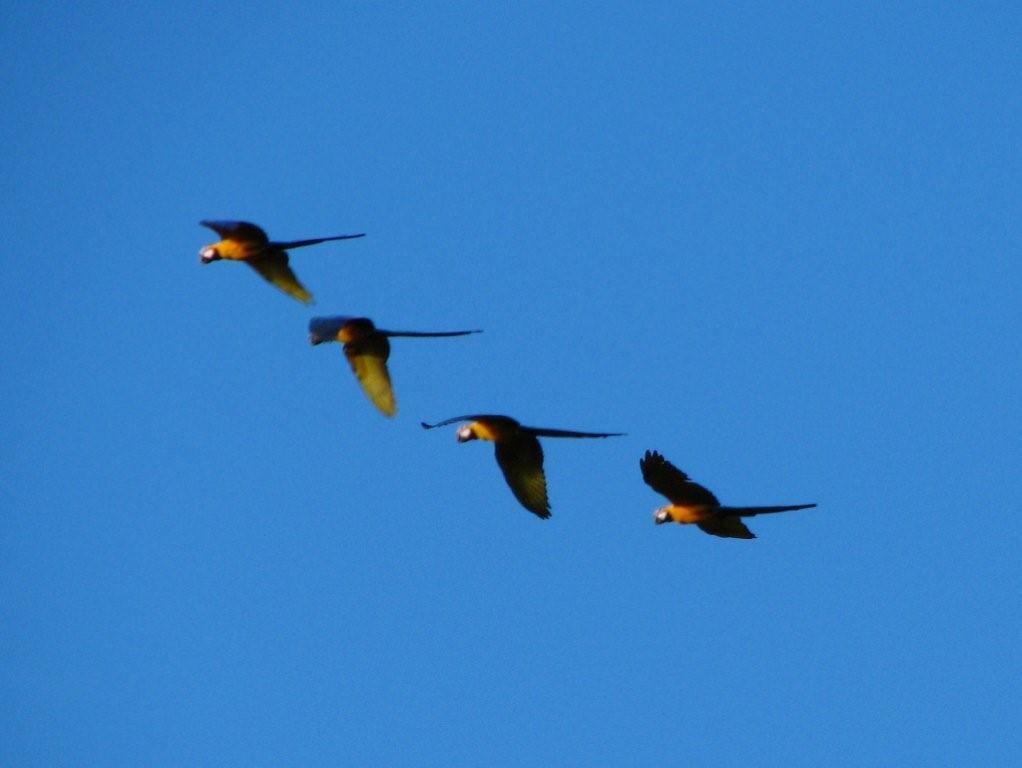 Birdwatching in the Peruvian Amazon