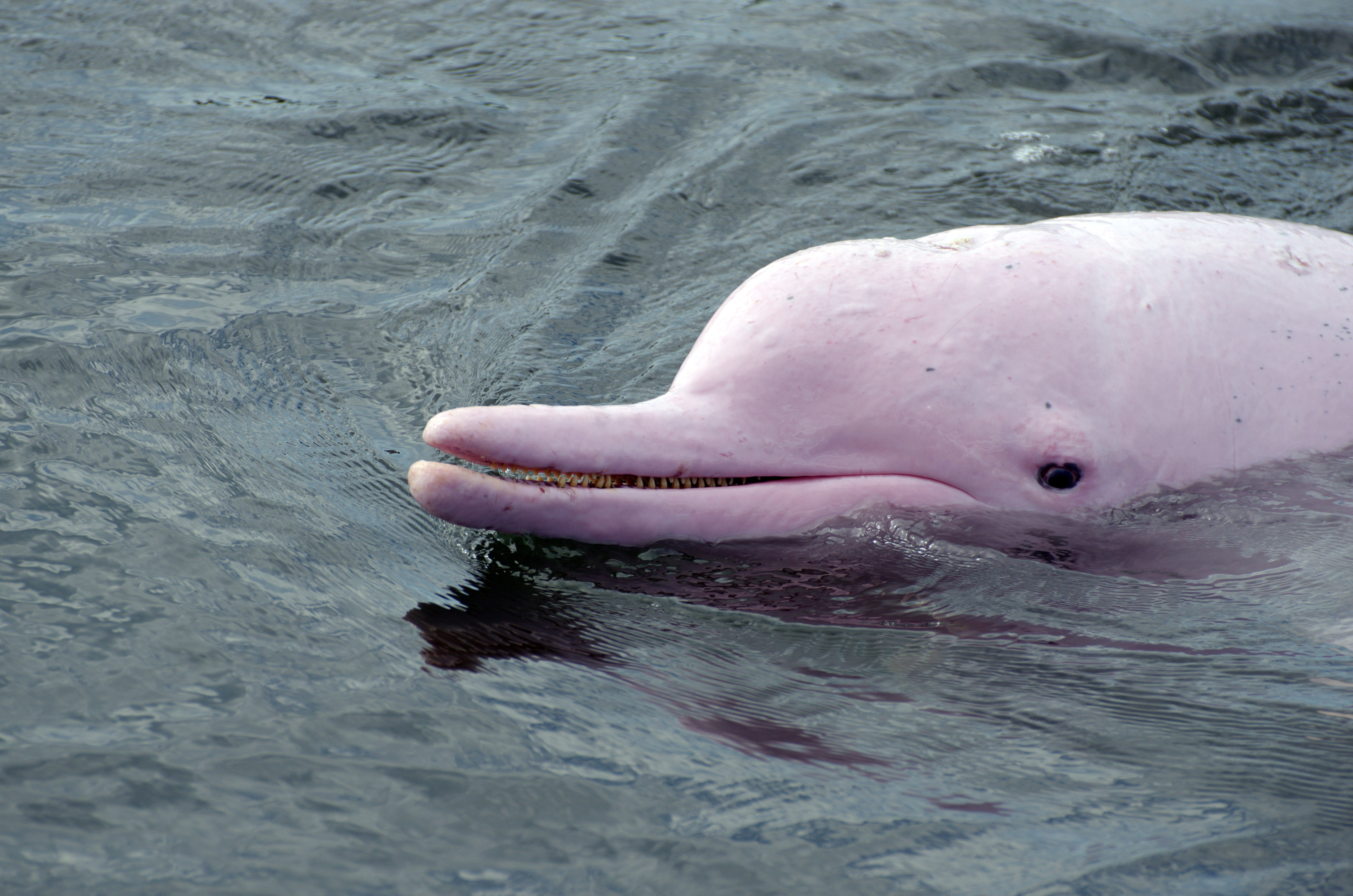 pink river dolphins
