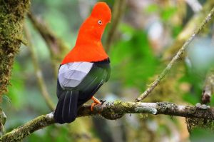 birdwatching in the peruvian amazon