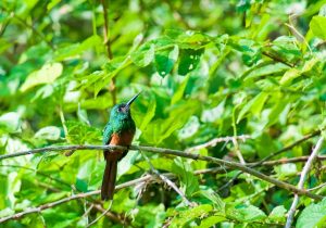 birdwatching in the peruvian amazon