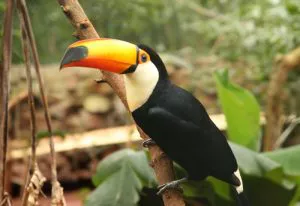 birdwatching in the peruvian amazon