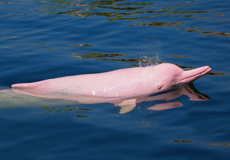 Pink River Dolphins: The Amazon’s Playful Aquatic Companions