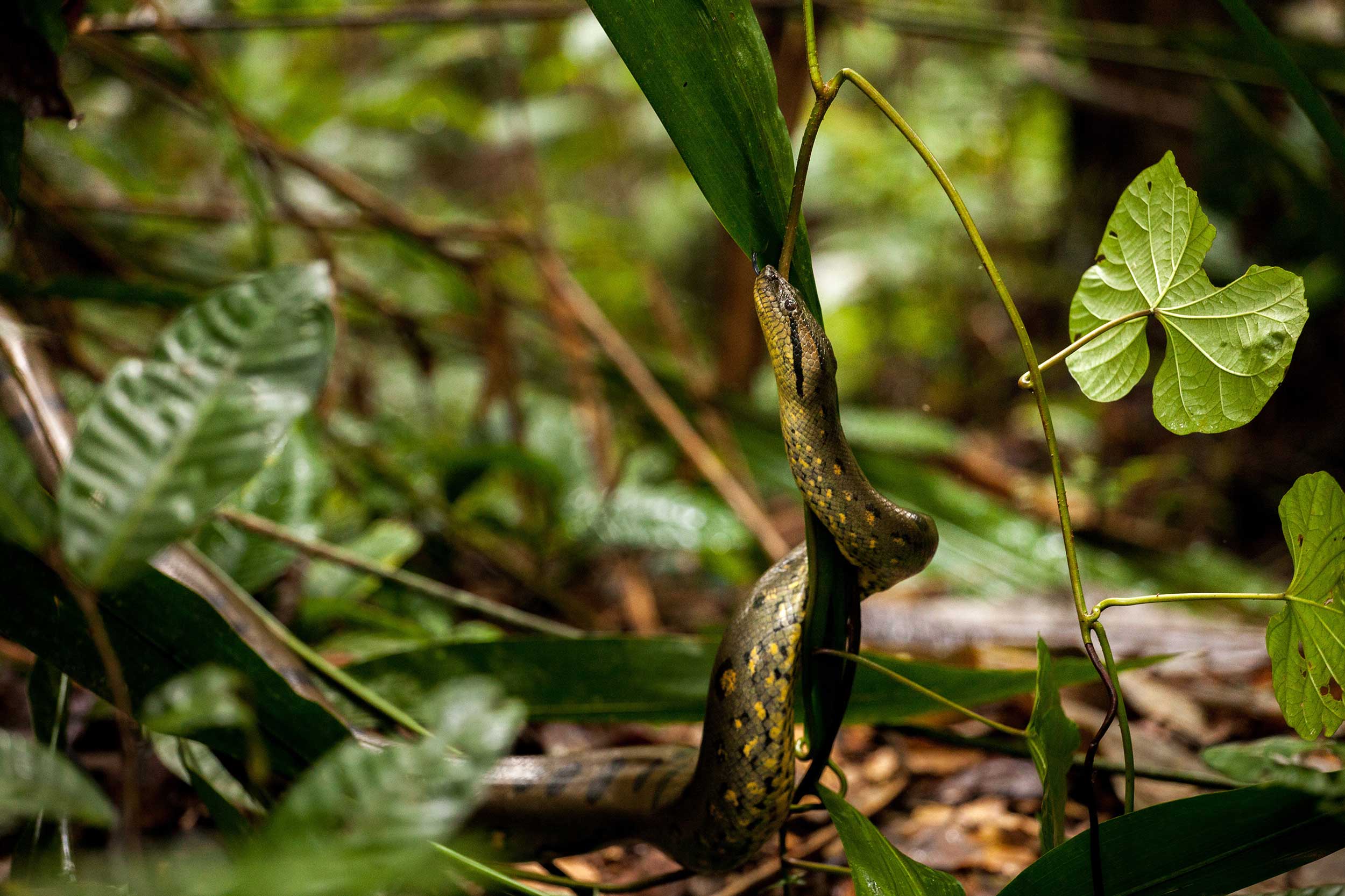 A Close Encounter With An Anaconda