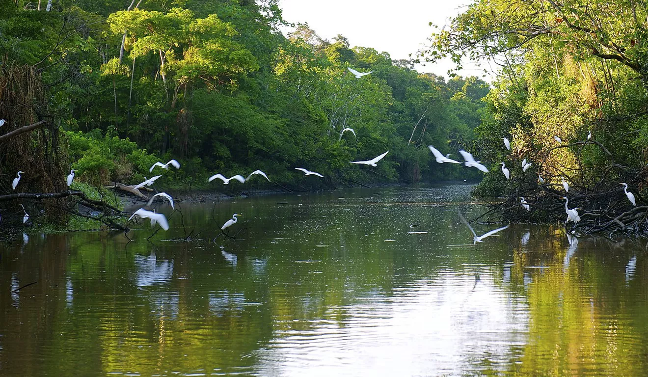 Image result for the amazon river