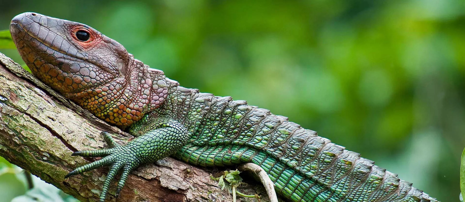 Watch the Delfin Amazon Cruises Experience