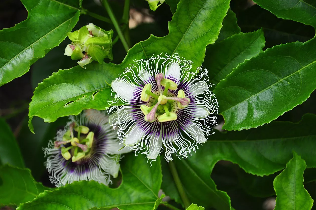 names of the tropical rainforest plants