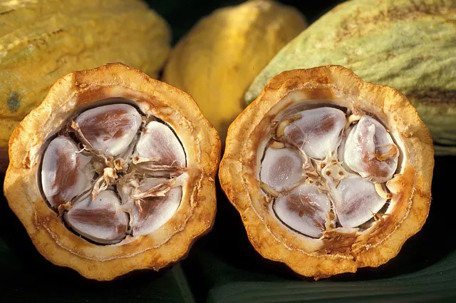 Amazon Cacao Plant