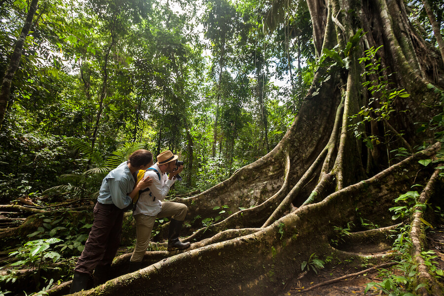 Ceiba Tree Amazon Jungle