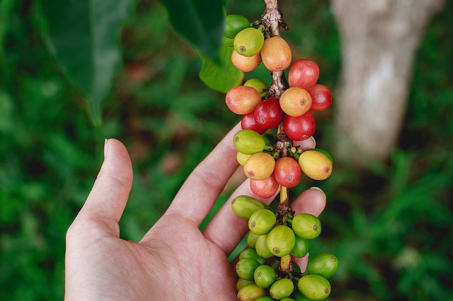 Coffee Plant from Amazon Jungle