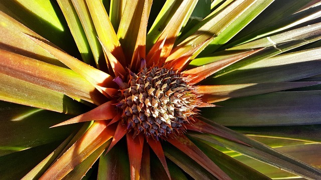 Bromelia Pineapple Plant