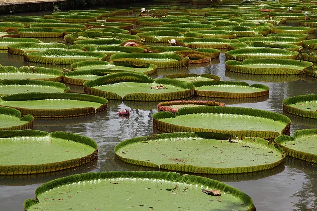 Water Lily Amazon Rainforest