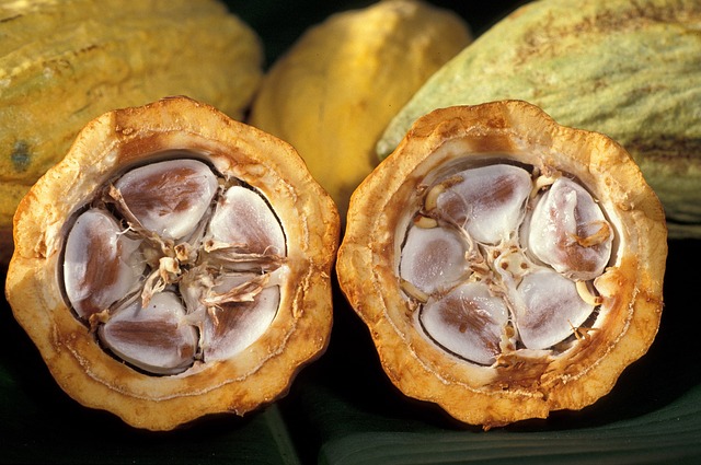 Amazon Cacao Plant