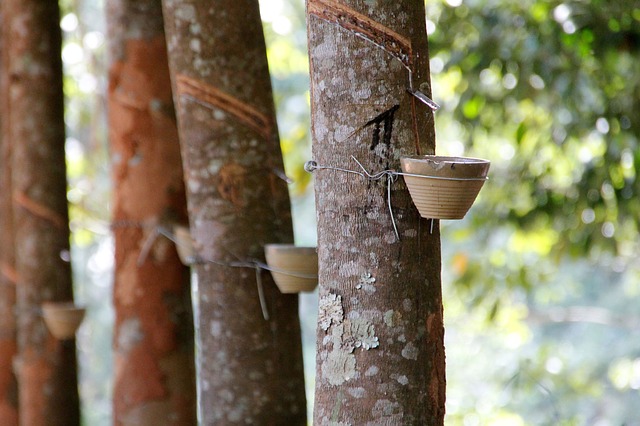 Amazon Rubber Tree Plant