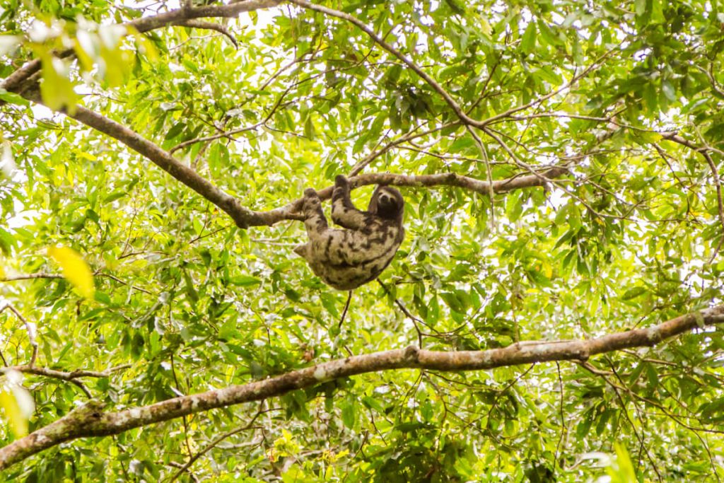 Amazonian sloth