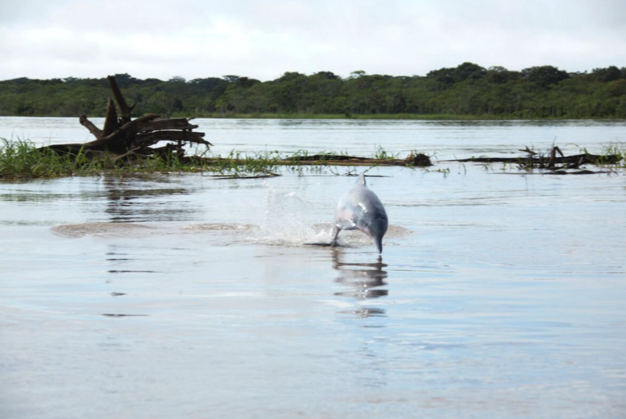 Pink River Dolphin Facts