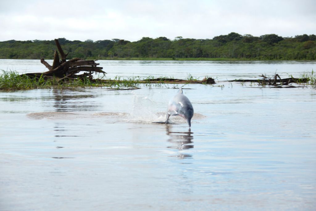 Grey River Dolphin