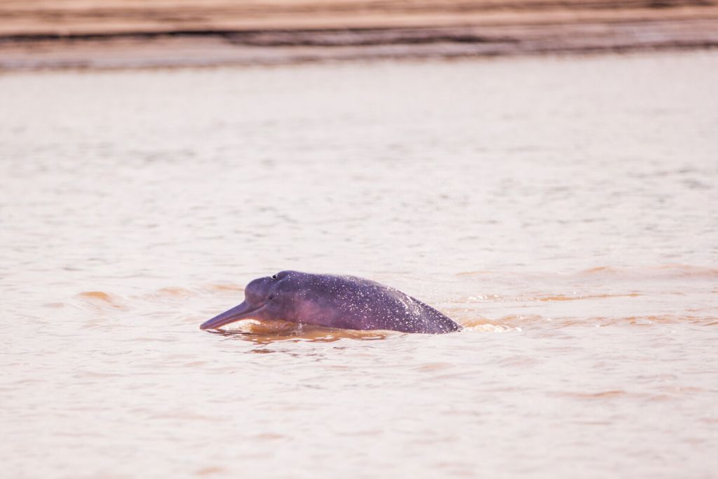Pink River Dolphin