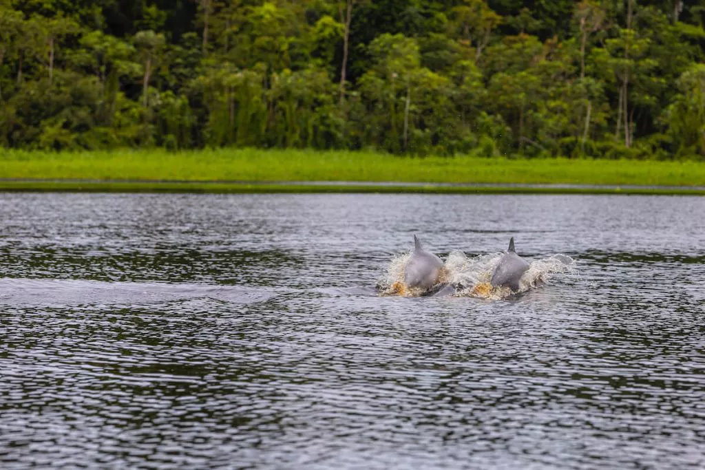 Pink River Dolphin Research