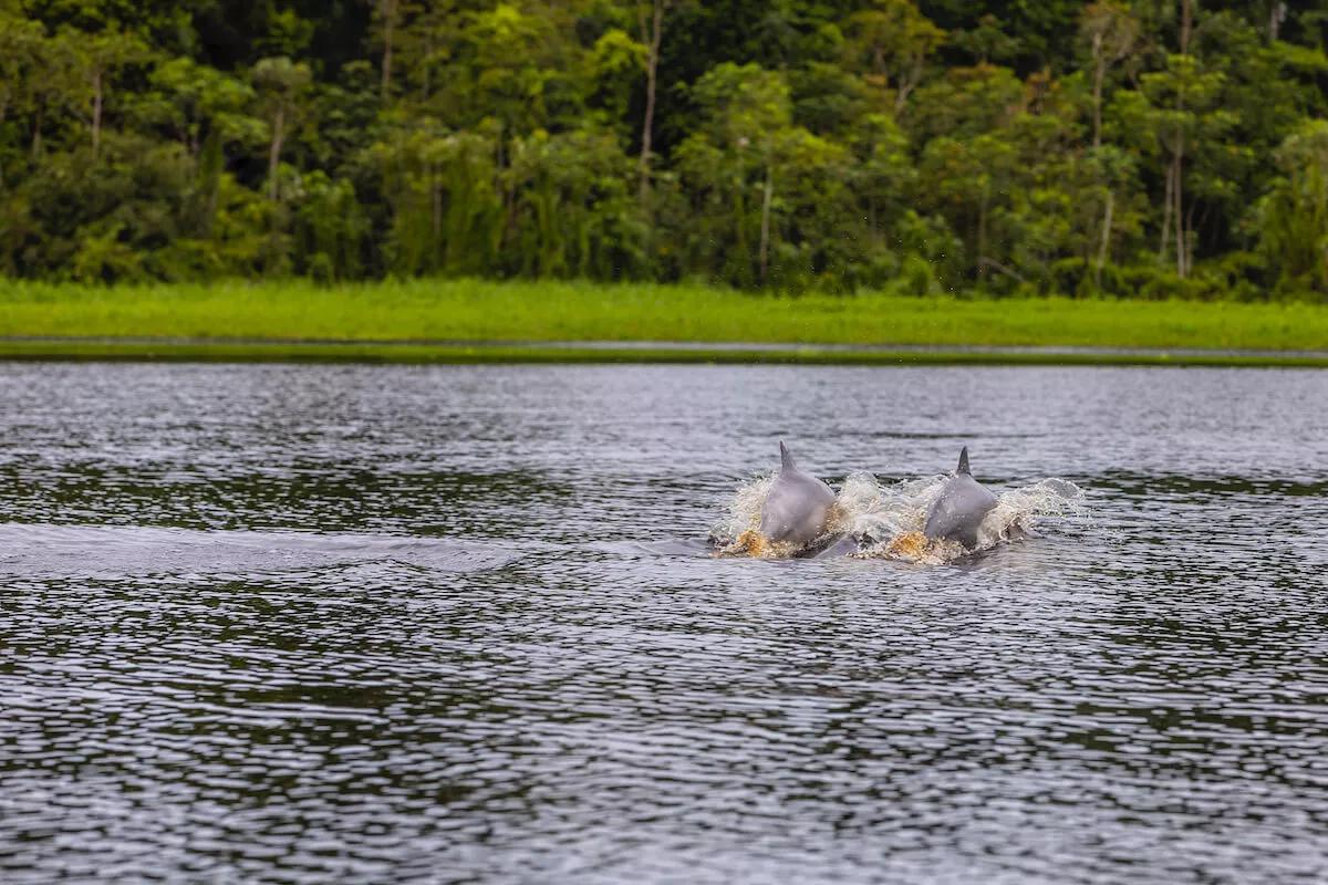 Pink River Dolphin Interview with Dr. Joanna Alfaro