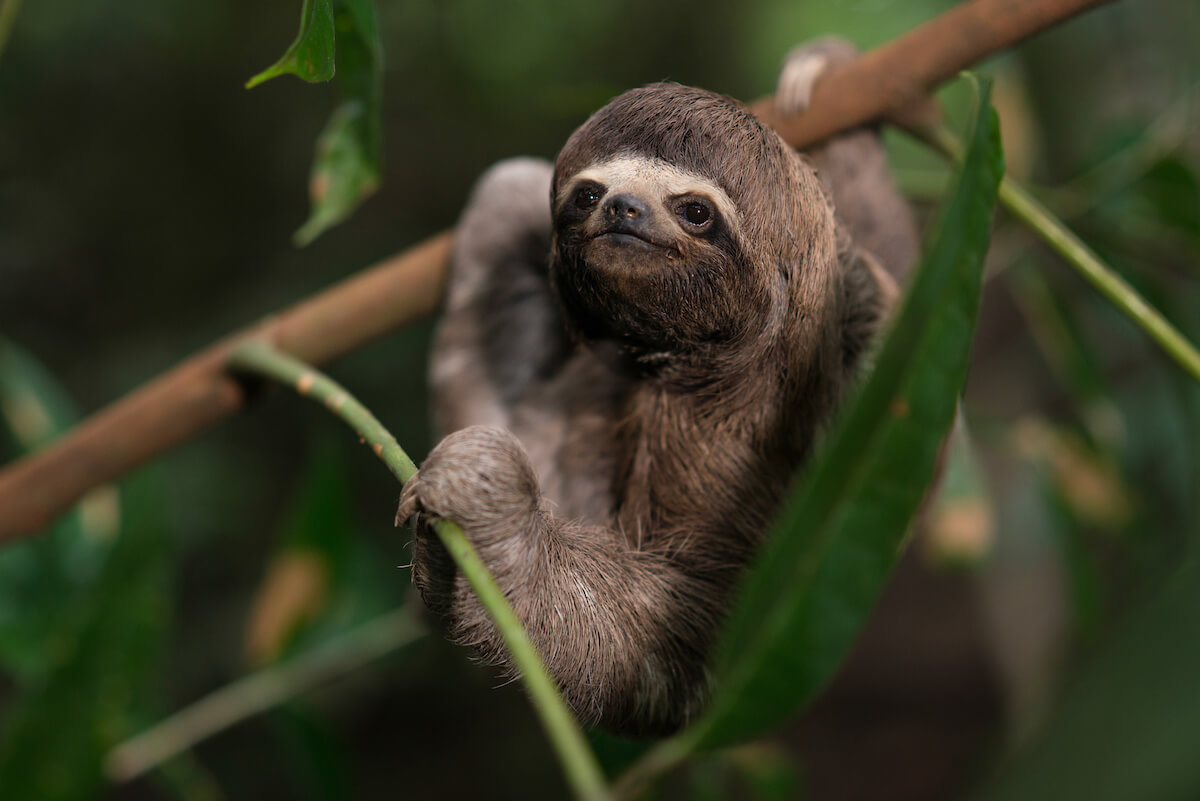 Tropical Rainforest Sloth