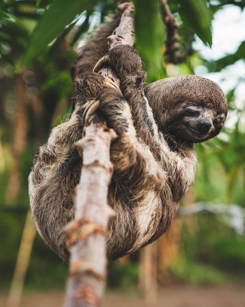 Three Toed Sloths