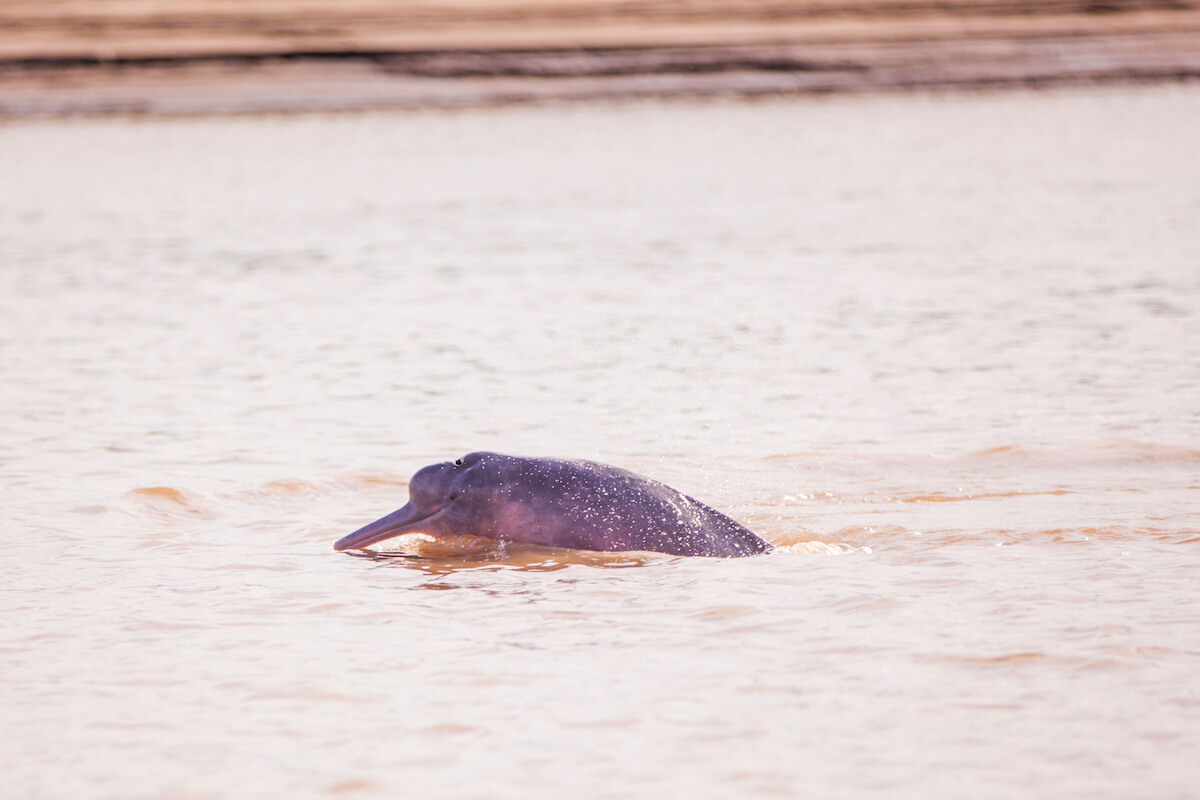 Pink River Dolphin Facts