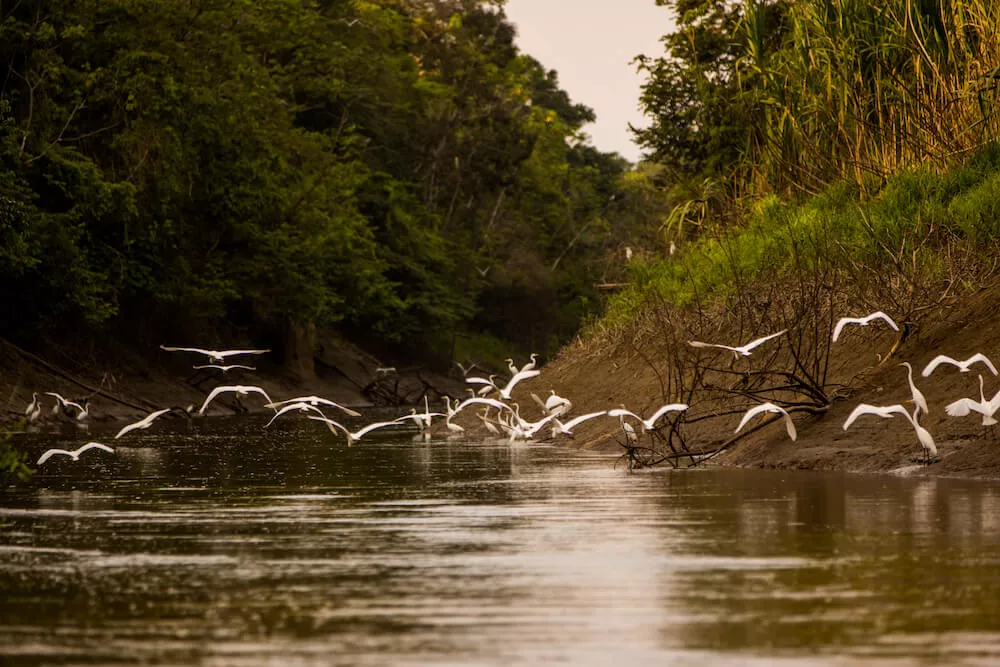 How Long is the Amazon River?