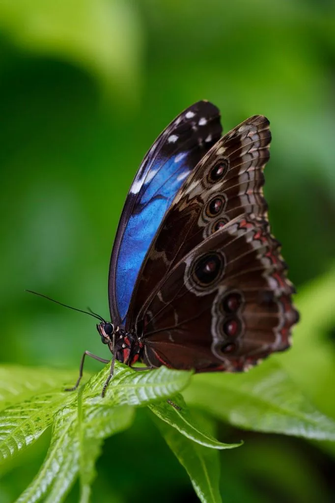 Blue Morpho Butterfly