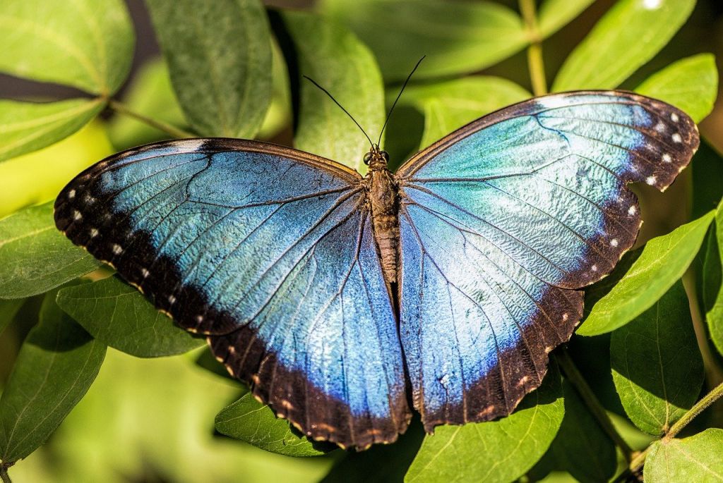 Blue Morpho