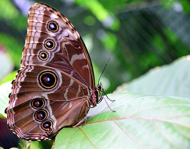 Blue Morpho Butterfly Amazon Jungle