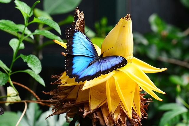Blue Morpho Butterfly Facts