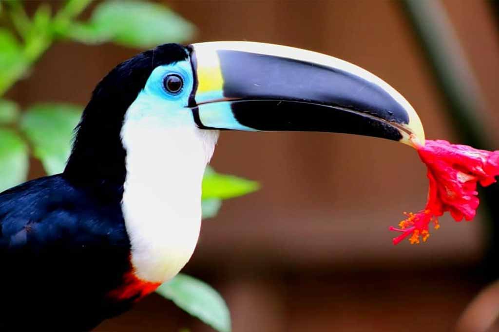 Birds in the Amazon Rainforest