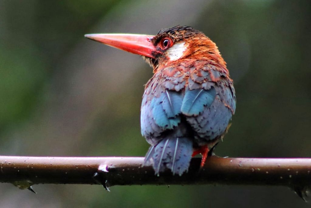 Birds in the Amazon