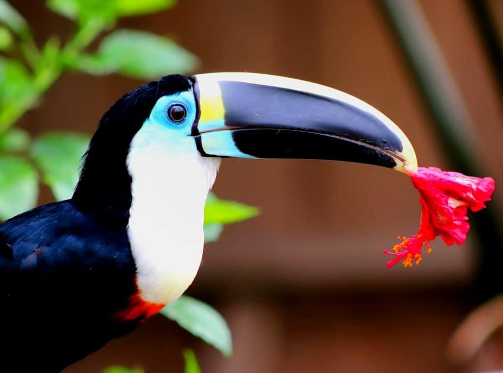 Aracari Bird