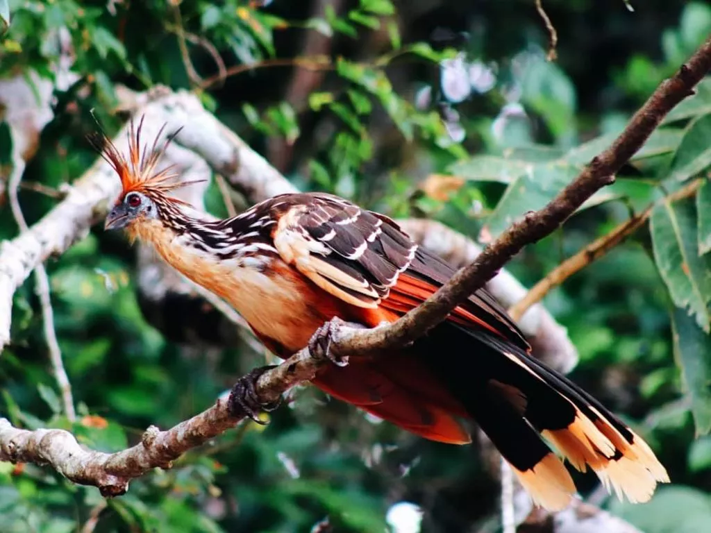 Hoatzin Bird