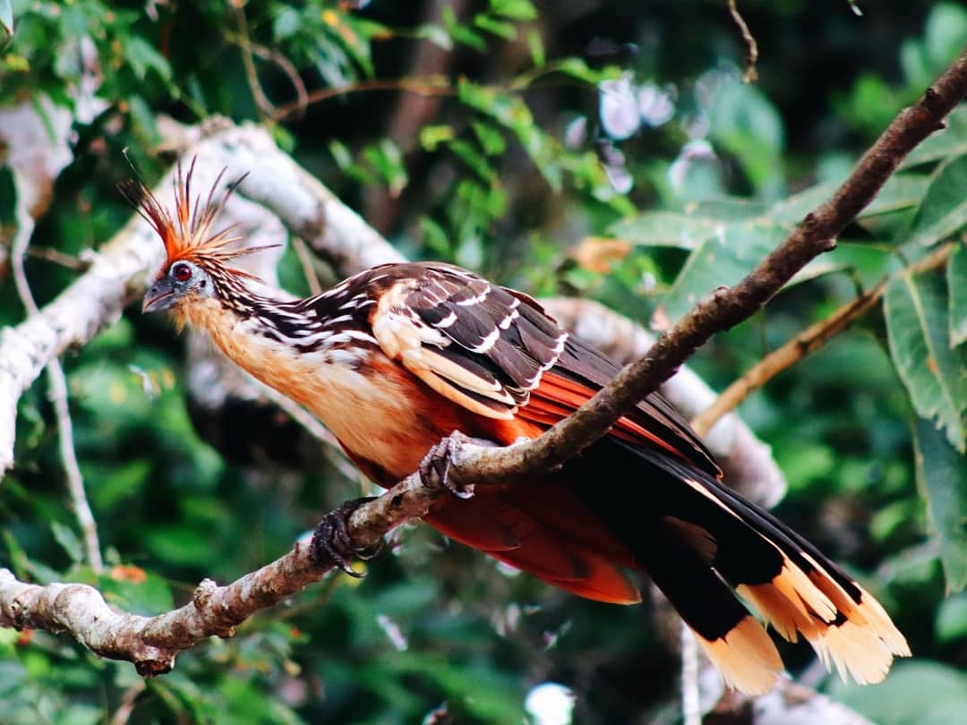 Birds in the Amazon Rainforest