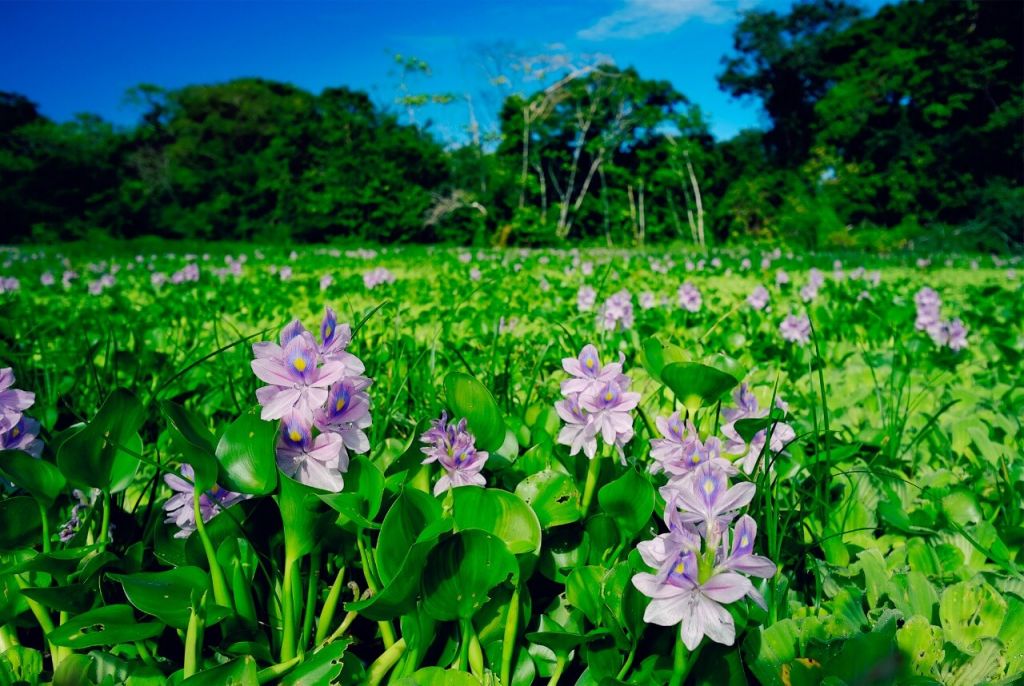 Peruvian Amazon Rainforest