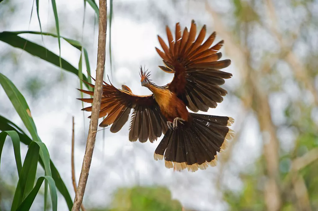 Peruvian Amazon Rainforest