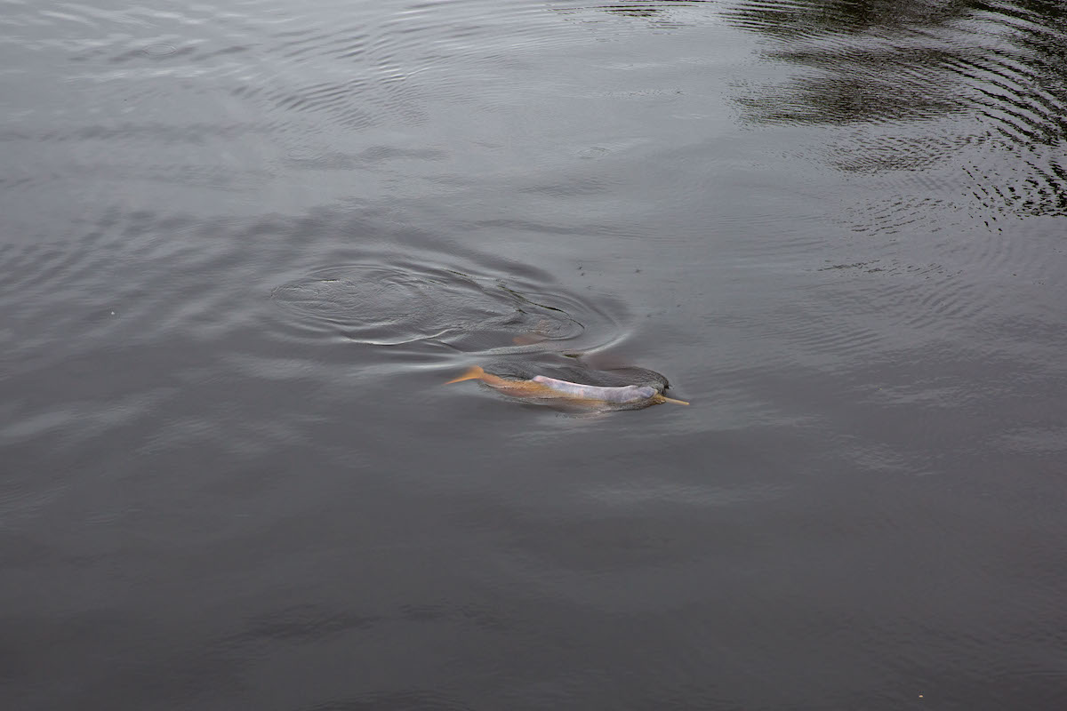 Protecting Amazon River Dolphins: Prodelphinus and Delfin Cruise Collaboration