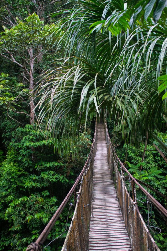 Amazon Rainforest Peru