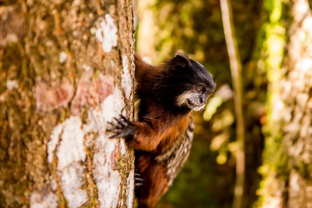 Wildlife Peru