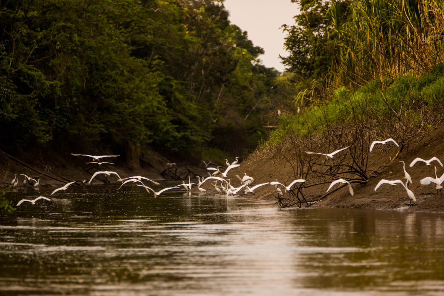 Legends of the Amazon: The Story of Pacaya Samiria