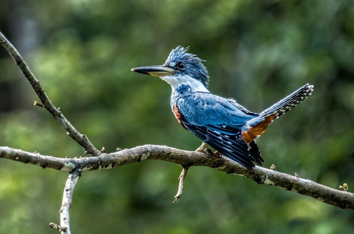 Peruvian Amazon Wildlife