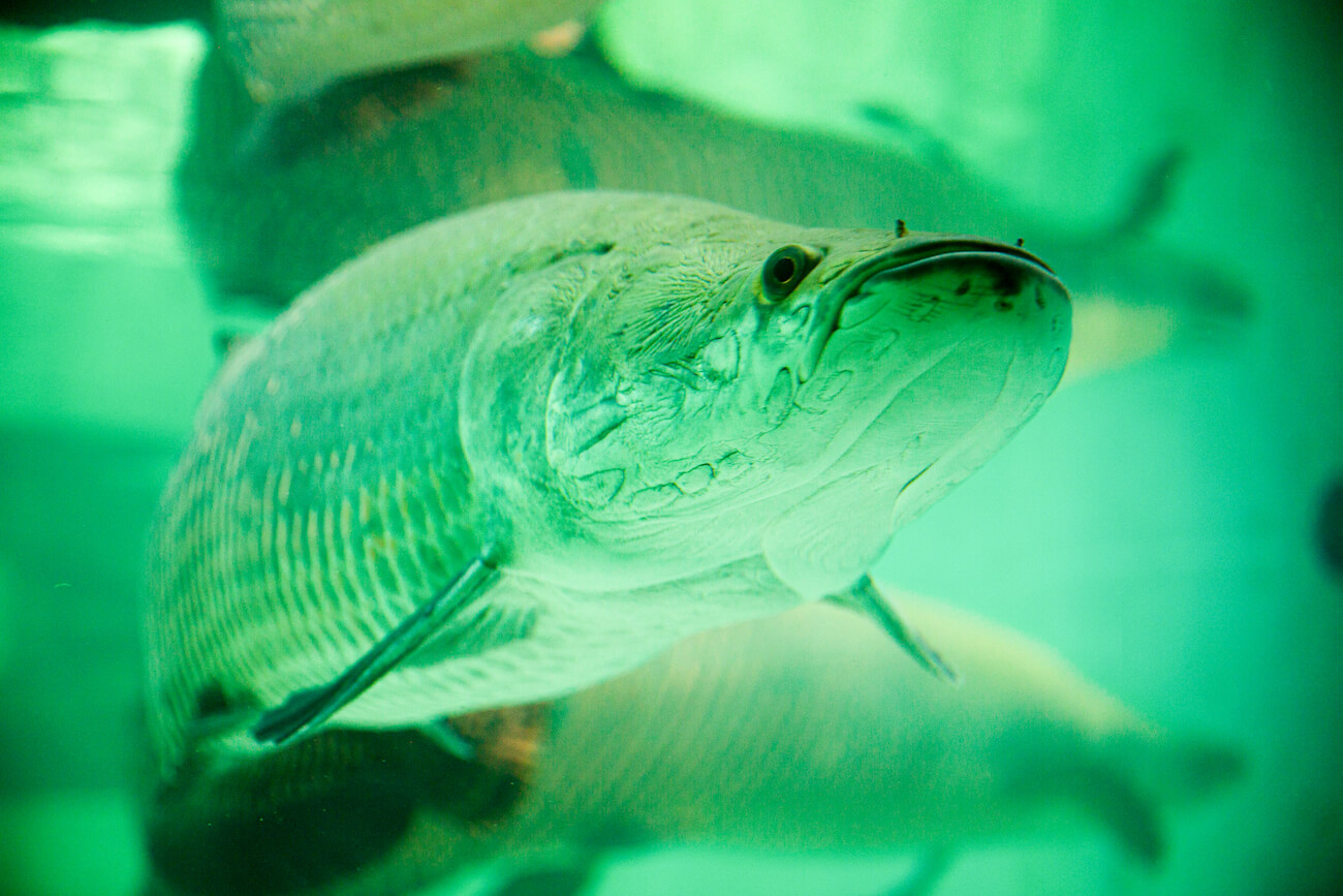 Biggest Fish in the Amazon: Paiche
