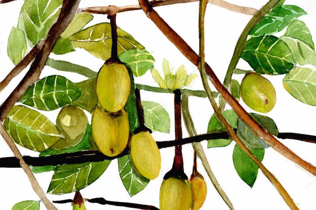 Legends of the Amazon: The Story of Pacaya Samiria