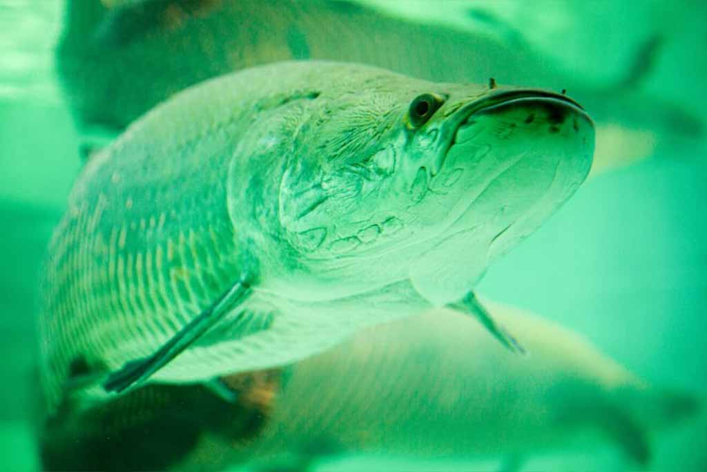 Biggest Fish in the Amazon: Paiche