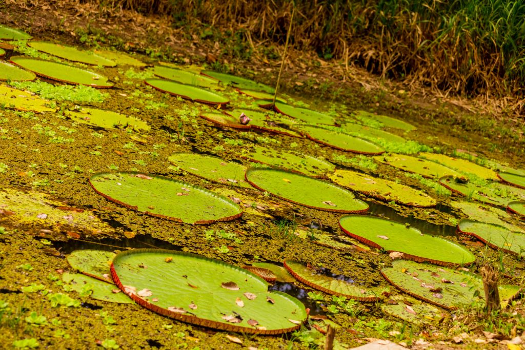 Amazon Rainforest