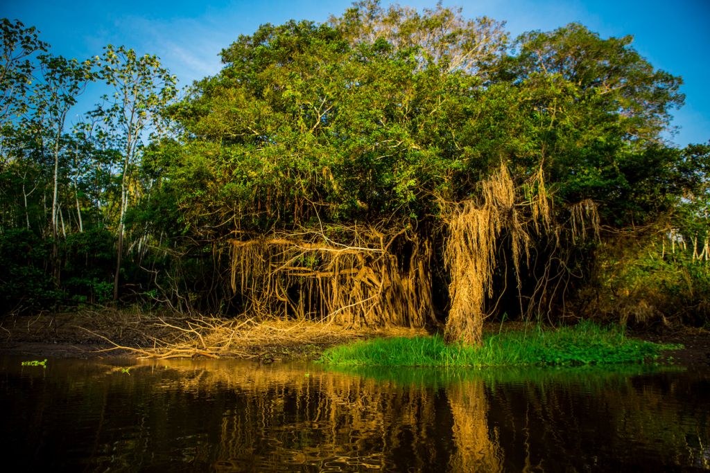 Amazon Rainforest