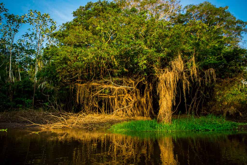 arbol